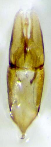 Réf. 186 377 : Helophorus glacialis